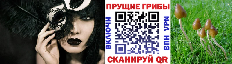 Псилоцибиновые грибы Psilocybine cubensis  МЕГА ссылка  Валдай 